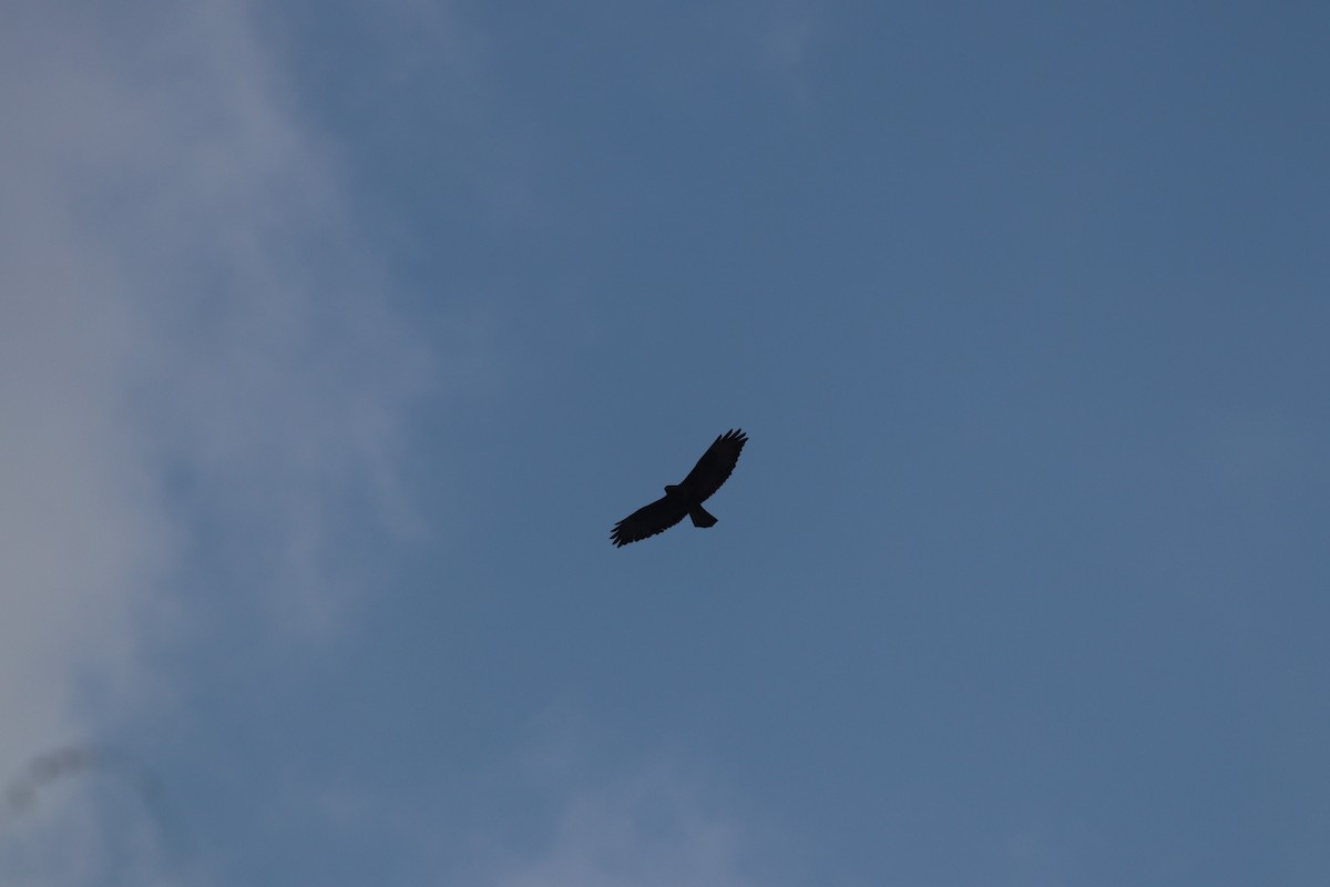 káně lesní - ML645208427