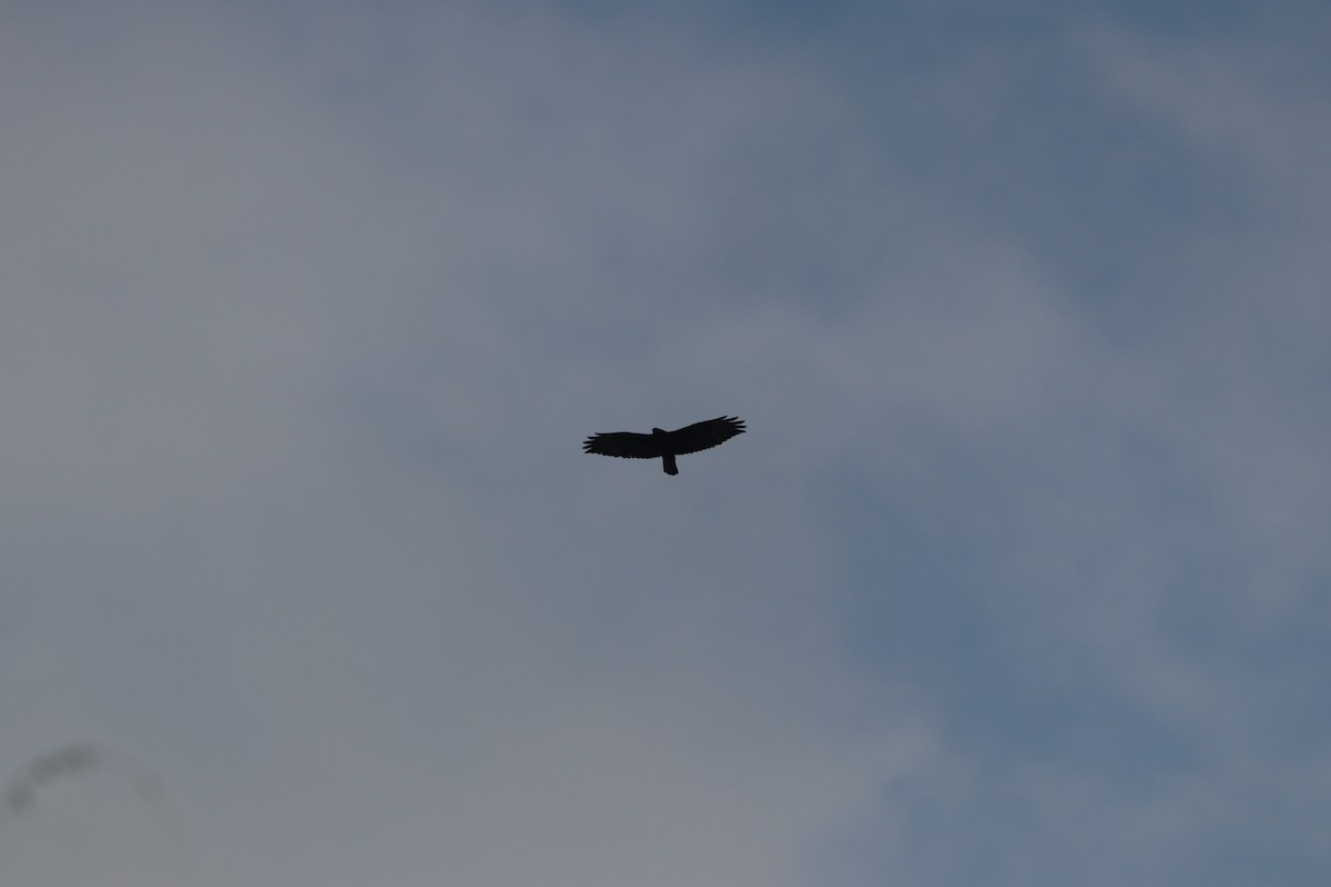 káně lesní - ML645208428