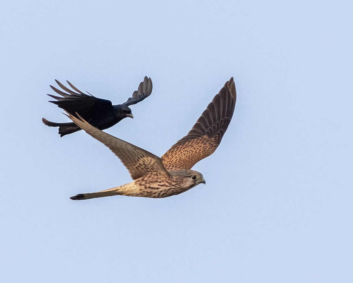 poštolka obecná - ML645208431