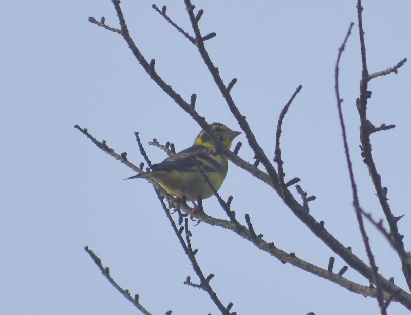 zvonek žlutoprsý - ML645208432