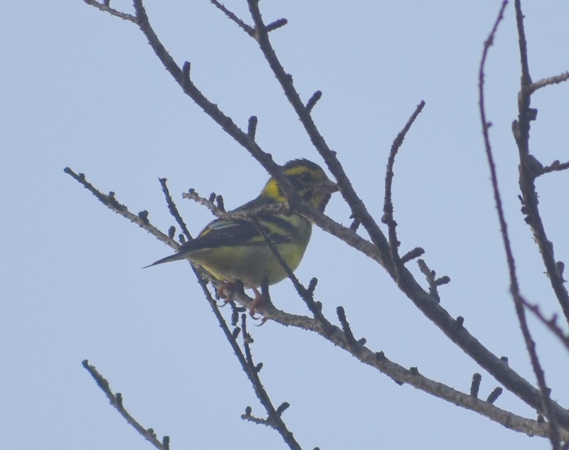 zvonek žlutoprsý - ML645208433