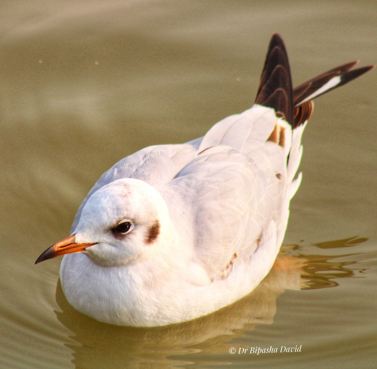 racek chechtavý - ML645208434