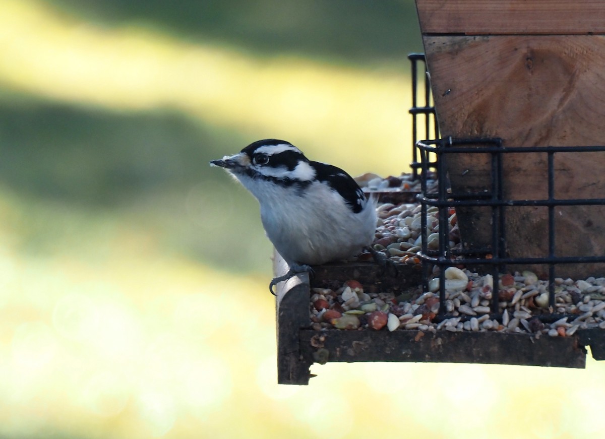 strakapoud osikový - ML645208435