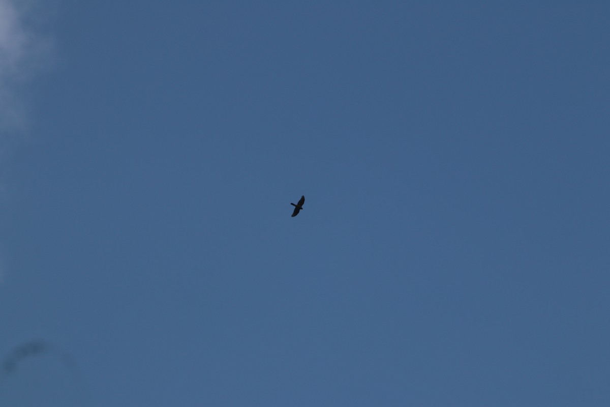 krahujec obecný - ML645208436