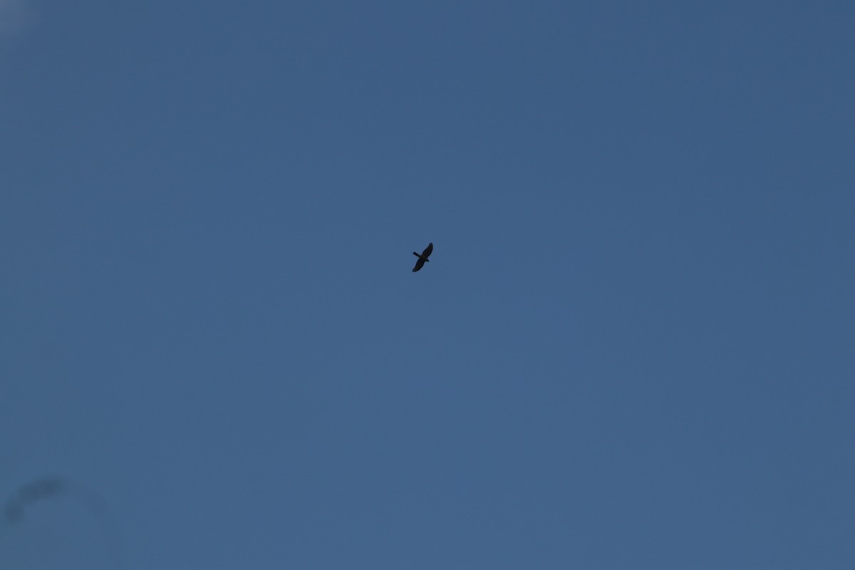 krahujec obecný - ML645208437