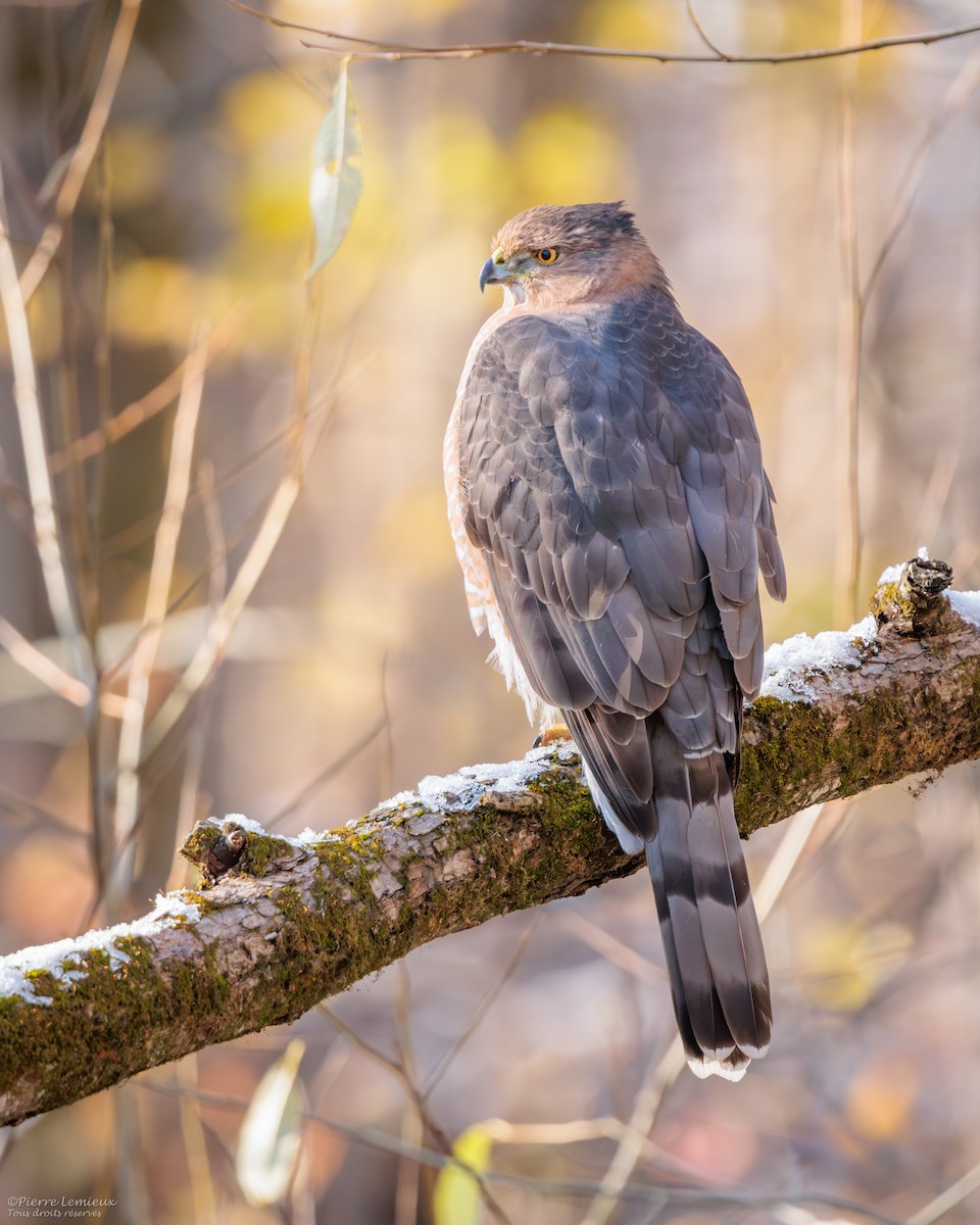 jestřáb americký - ML645208438