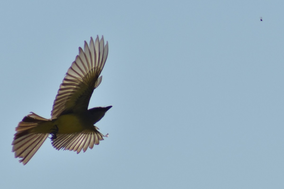 Tropical Kingbird - ML645208440