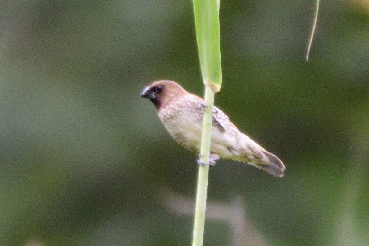 panenka muškátová - ML645208441