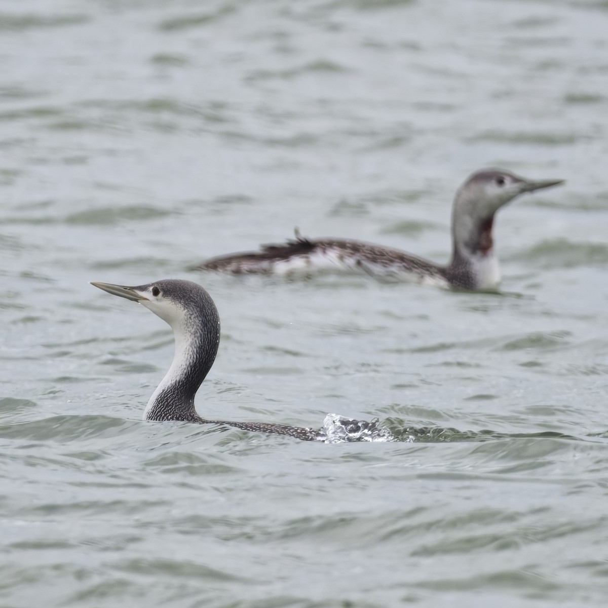 potáplice malá - ML645208443