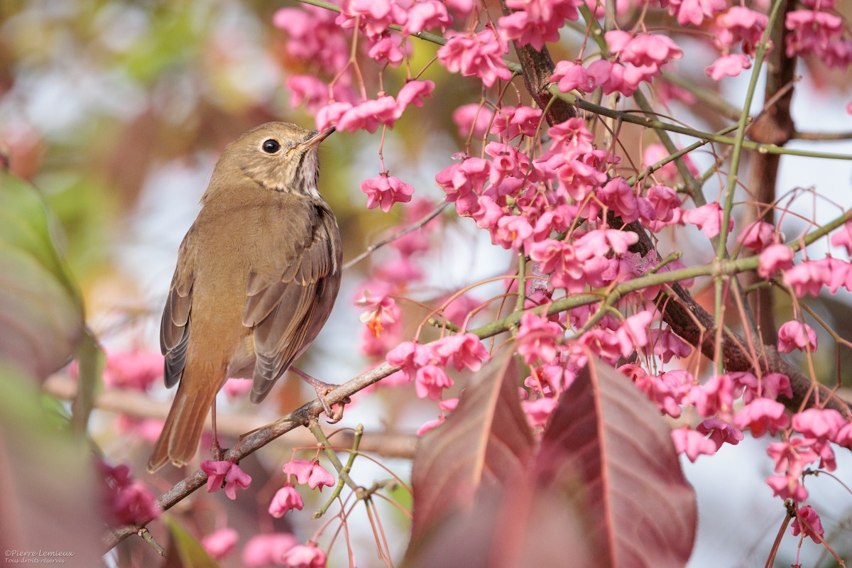 Hermit Thrush - ML645208448