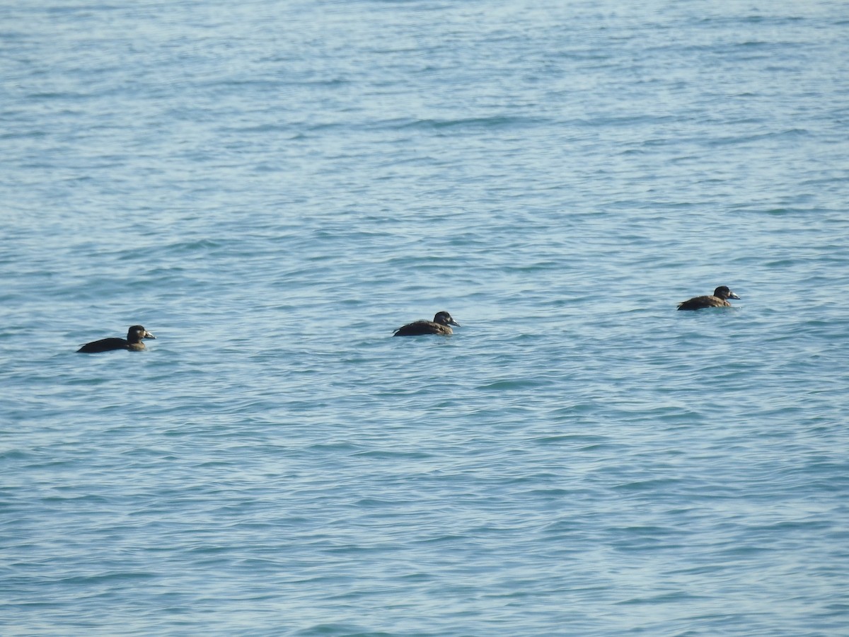 Surf Scoter - ML645208464