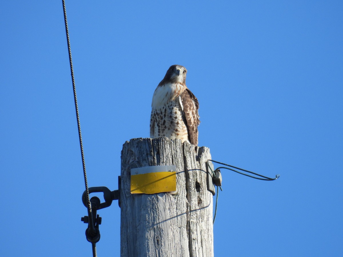 Red-tailed Hawk - ML645208466