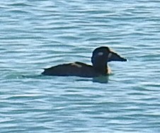 Surf Scoter - ML645208477