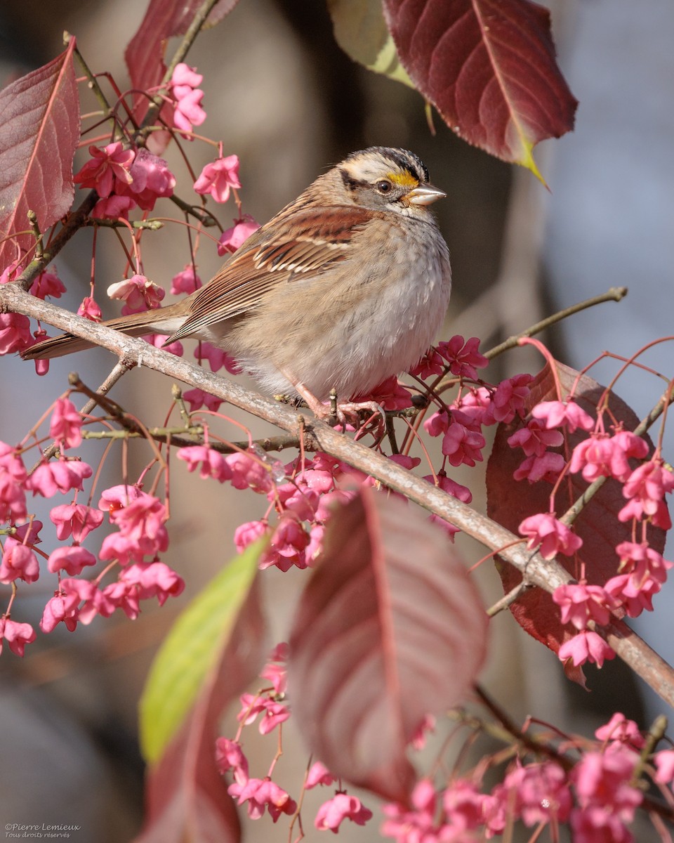 White-throated Sparrow - ML645208478