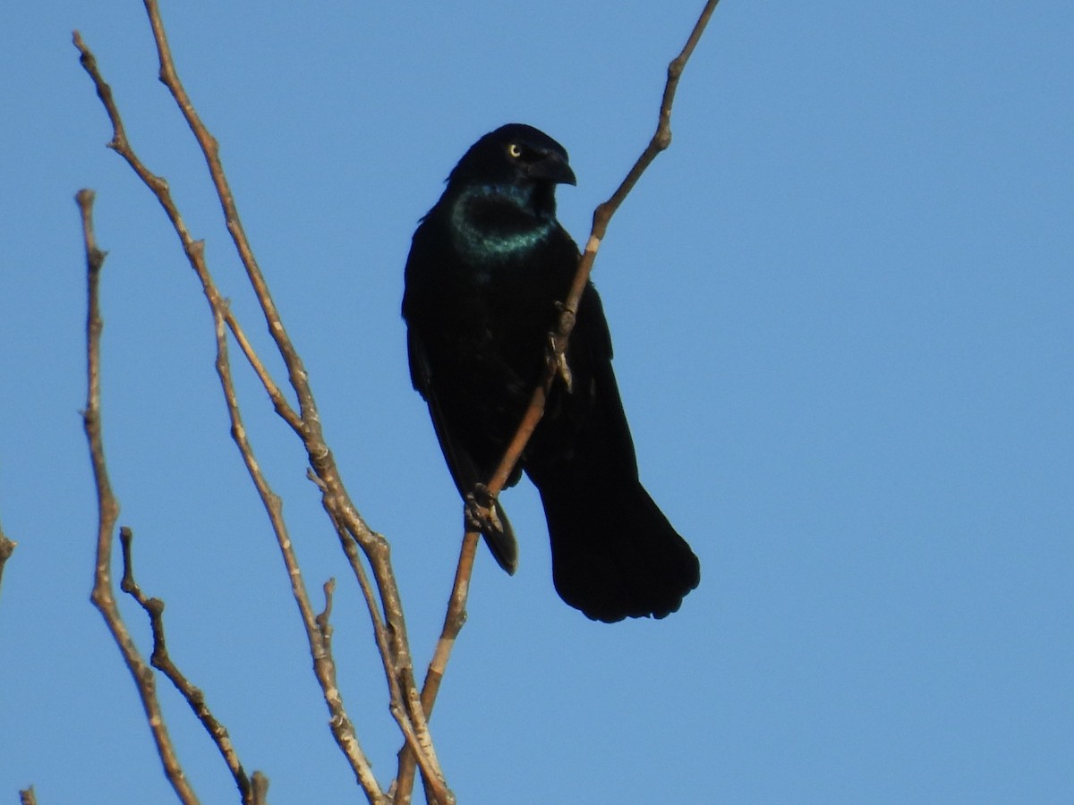 Common Grackle - ML645208479