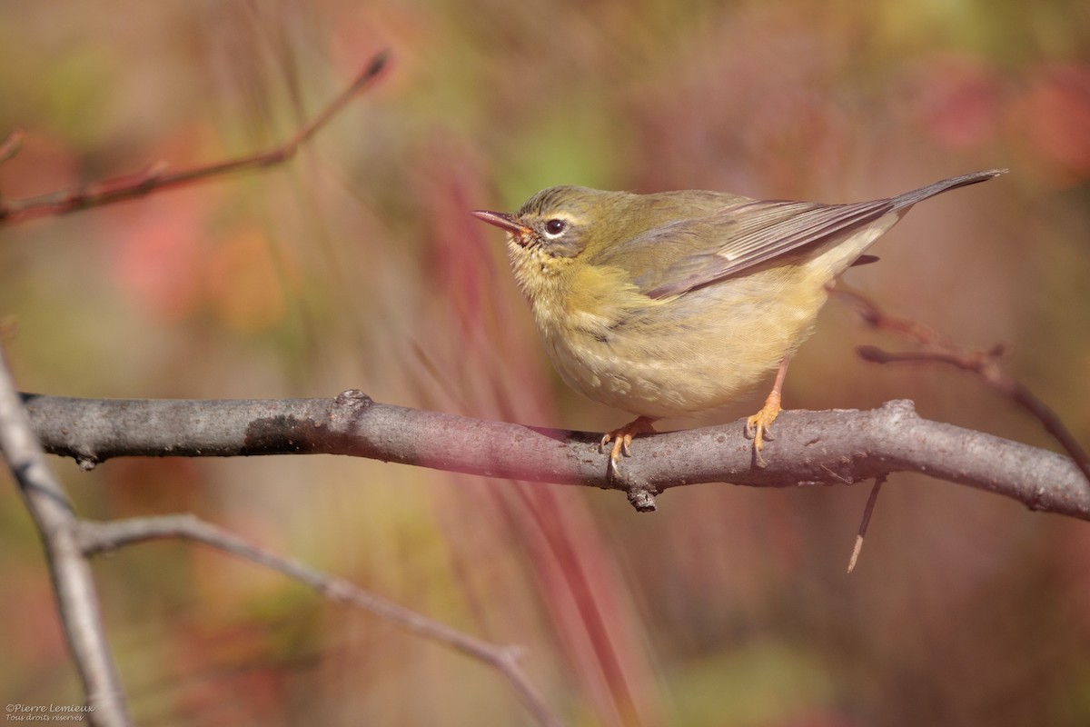 Black-throated Blue Warbler - ML645208492