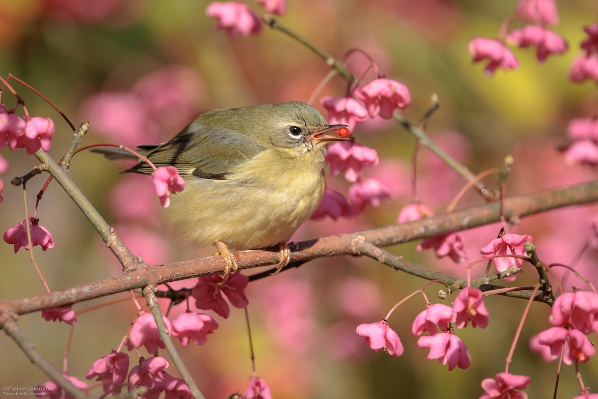 Black-throated Blue Warbler - ML645208493