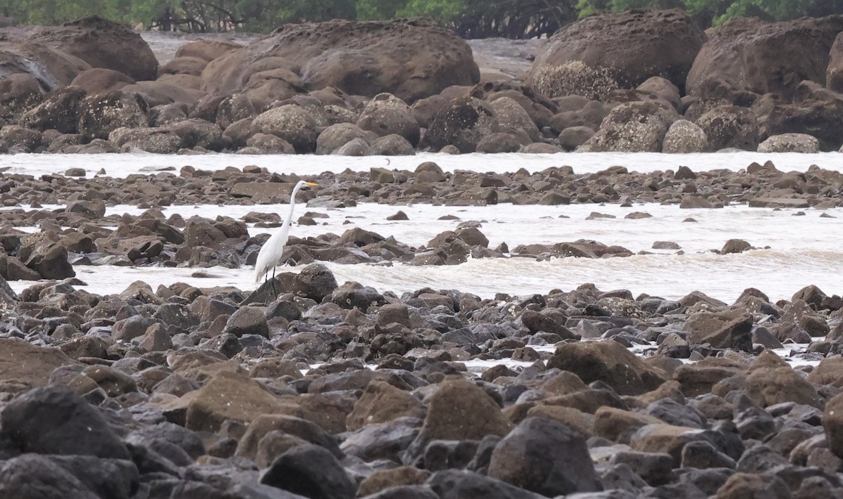 Great Egret - ML645208506