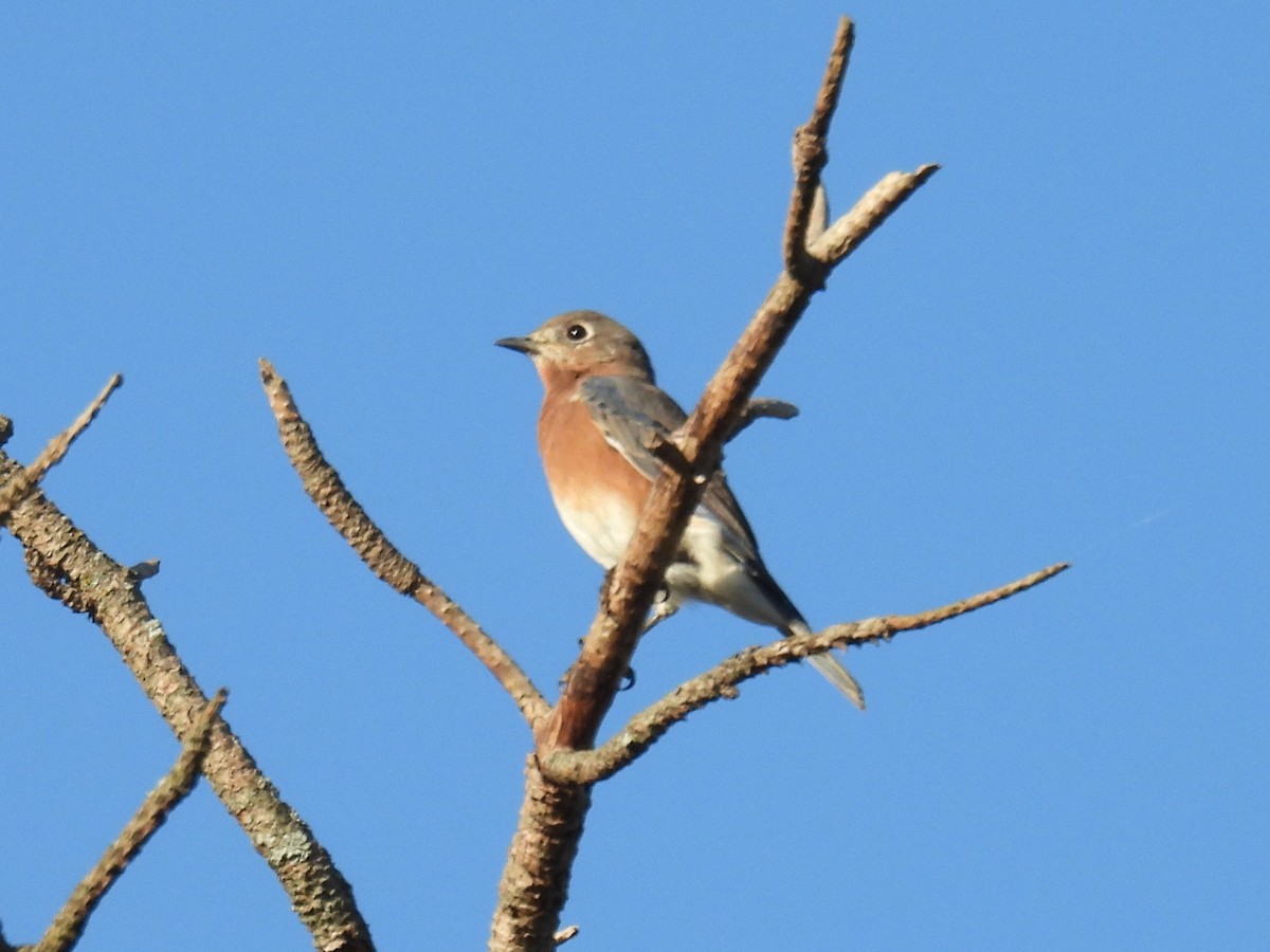 Eastern Bluebird - ML645208510