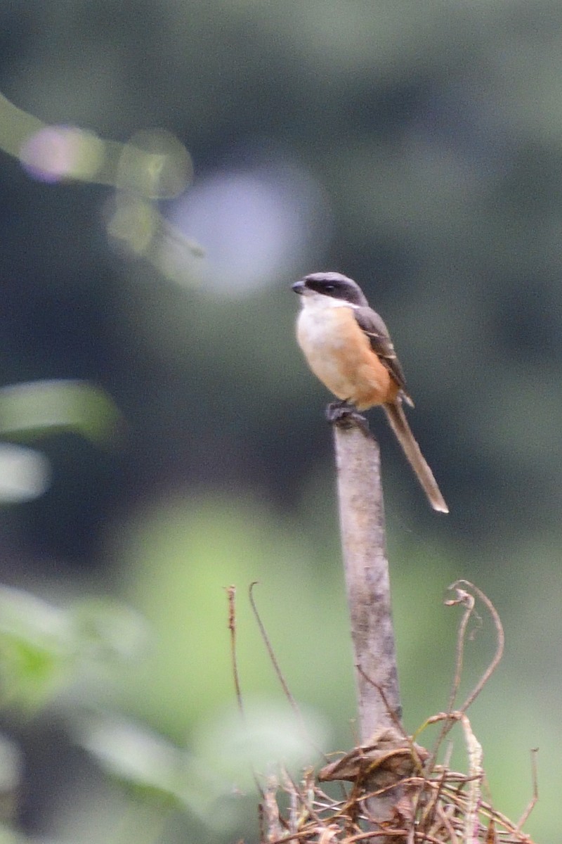 Tibetwürger - ML645208517