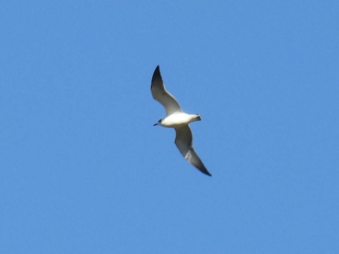Franklin's Gull - ML645208521
