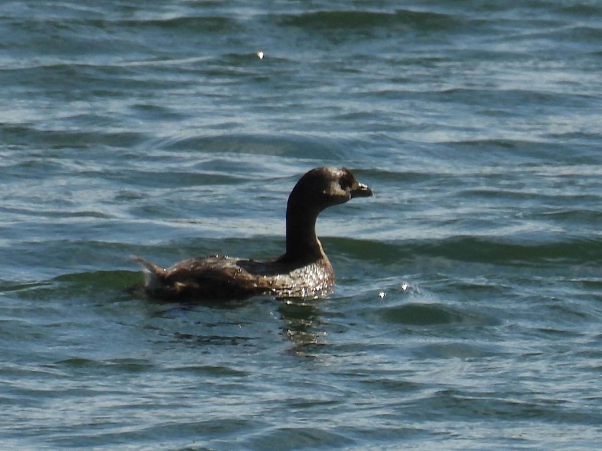Pied-billed Grebe - ML645208525