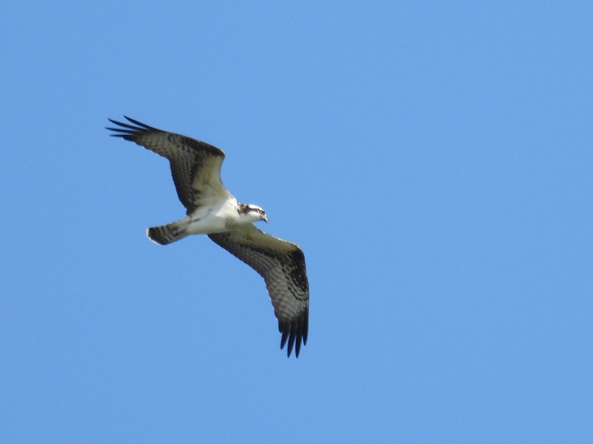 Osprey - ML645208529