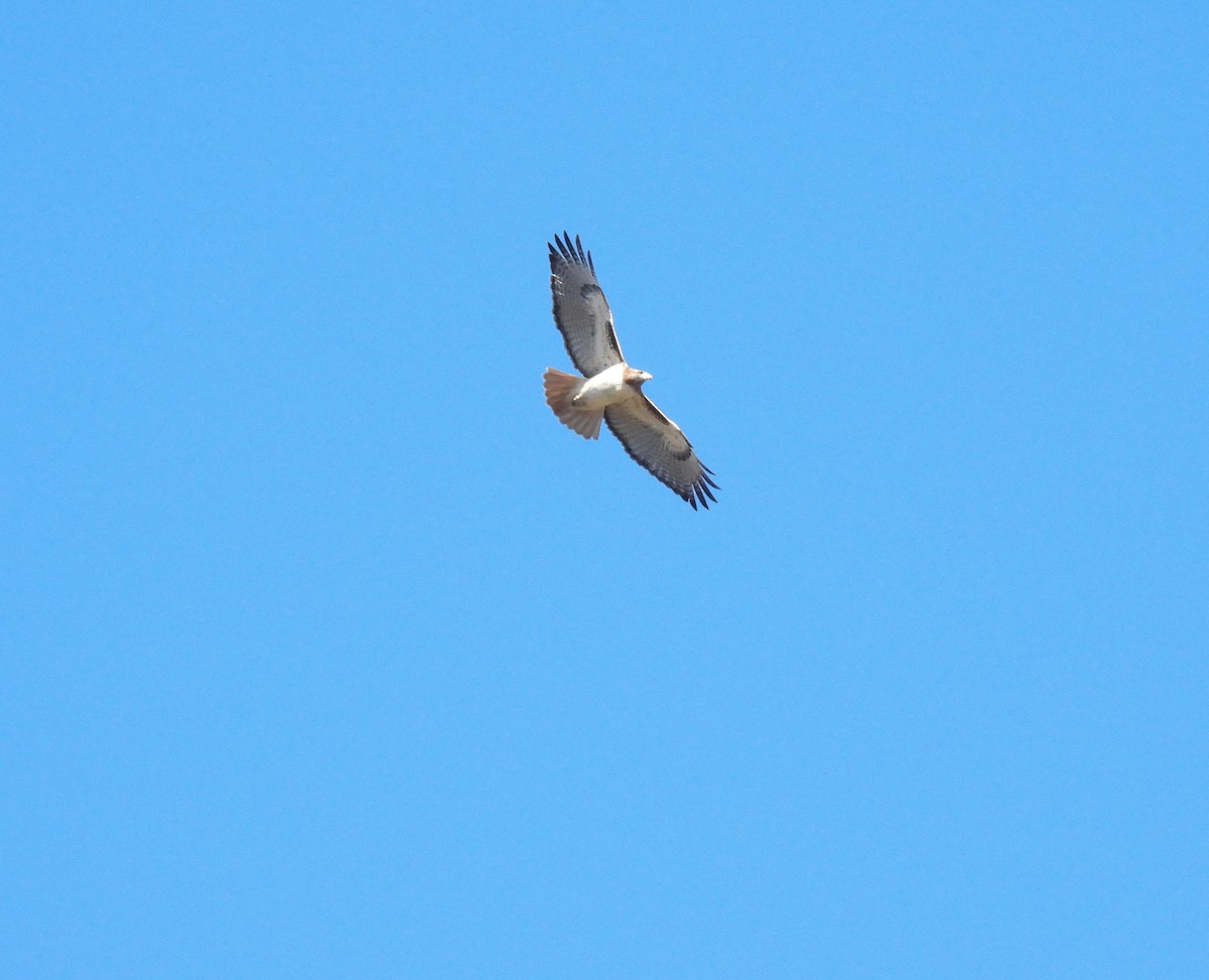 Red-tailed Hawk - ML645208530