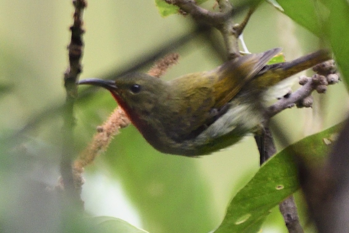 Crimson Sunbird - ML645208542