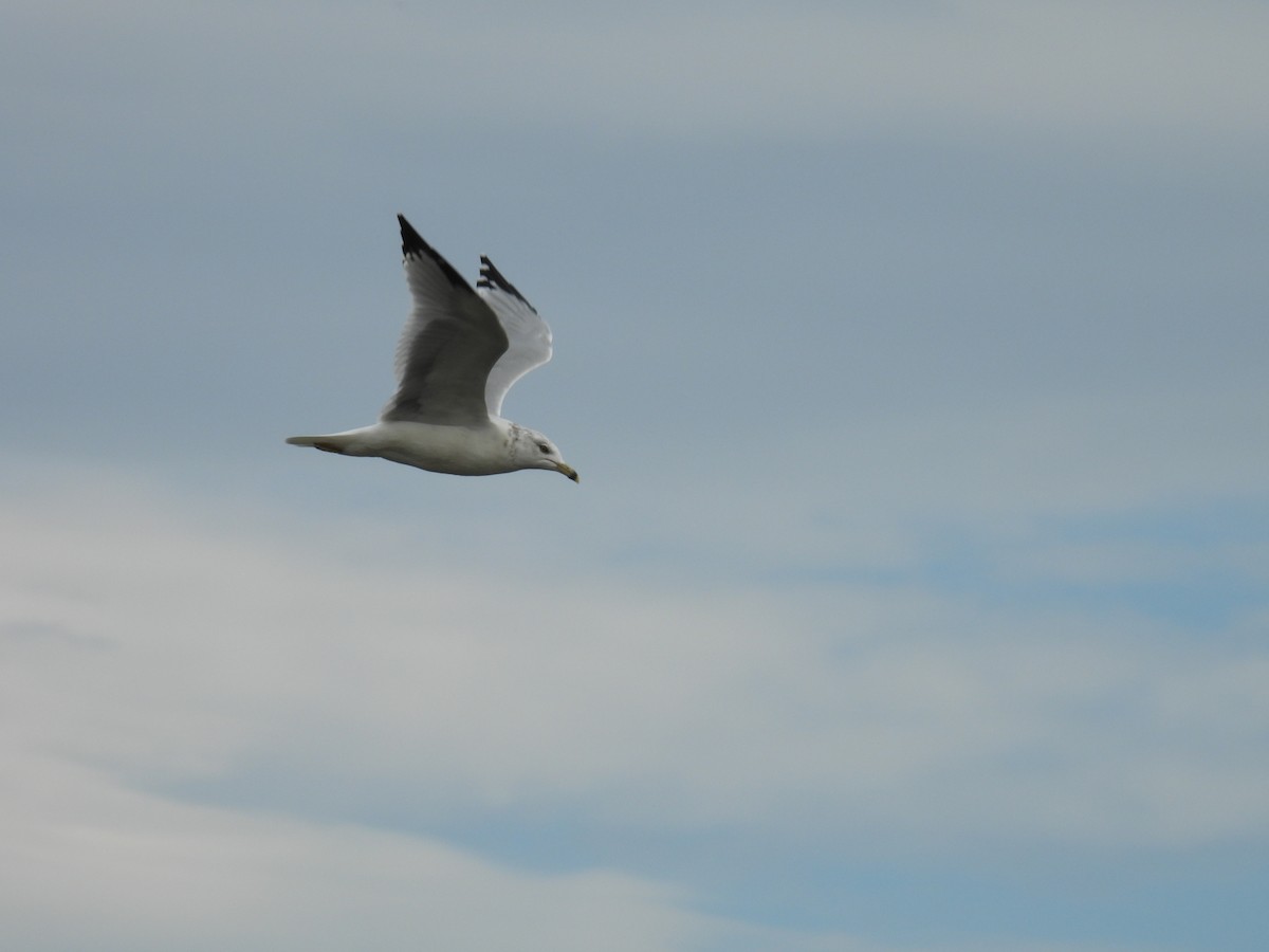 Ring-billed Gull - ML645208545