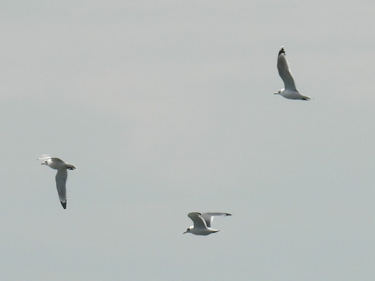 Franklin's Gull - ML645208546