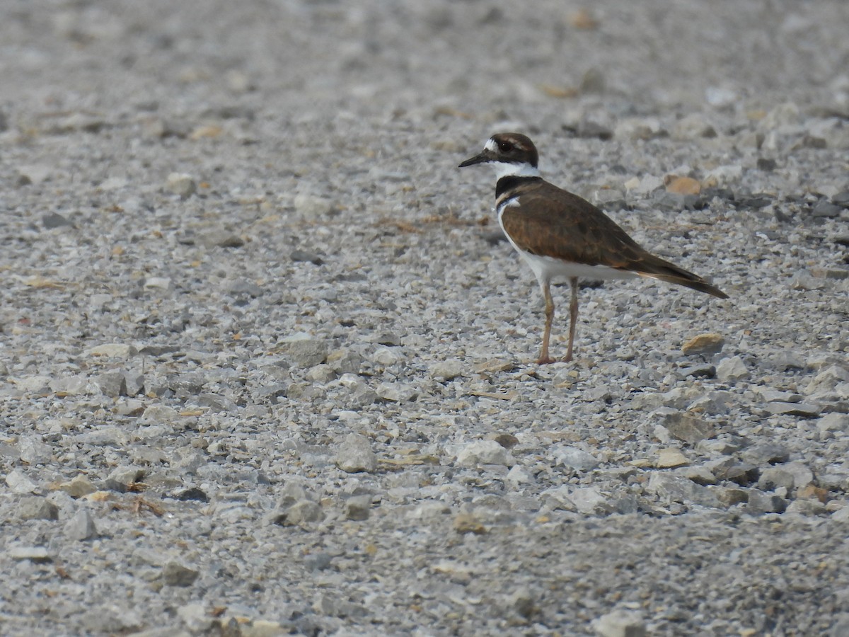 Killdeer - ML645208551