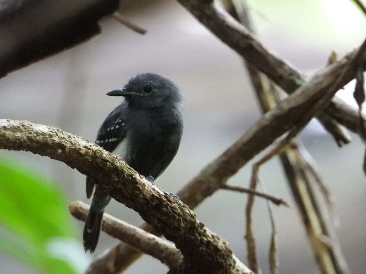 White-flanked Antwren - ML645208564