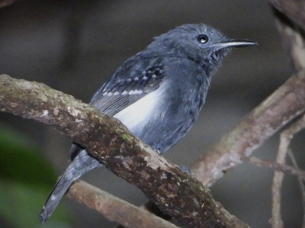 White-flanked Antwren - ML645208565