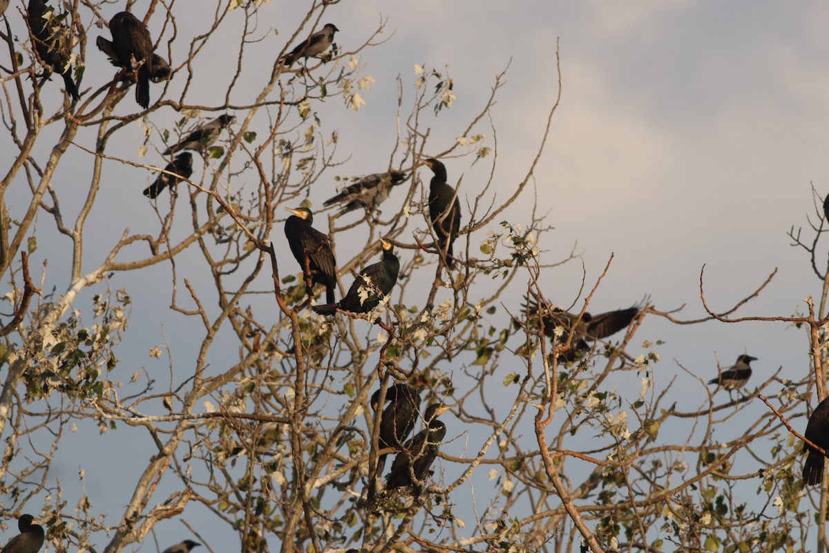 kormorán velký - ML645208570