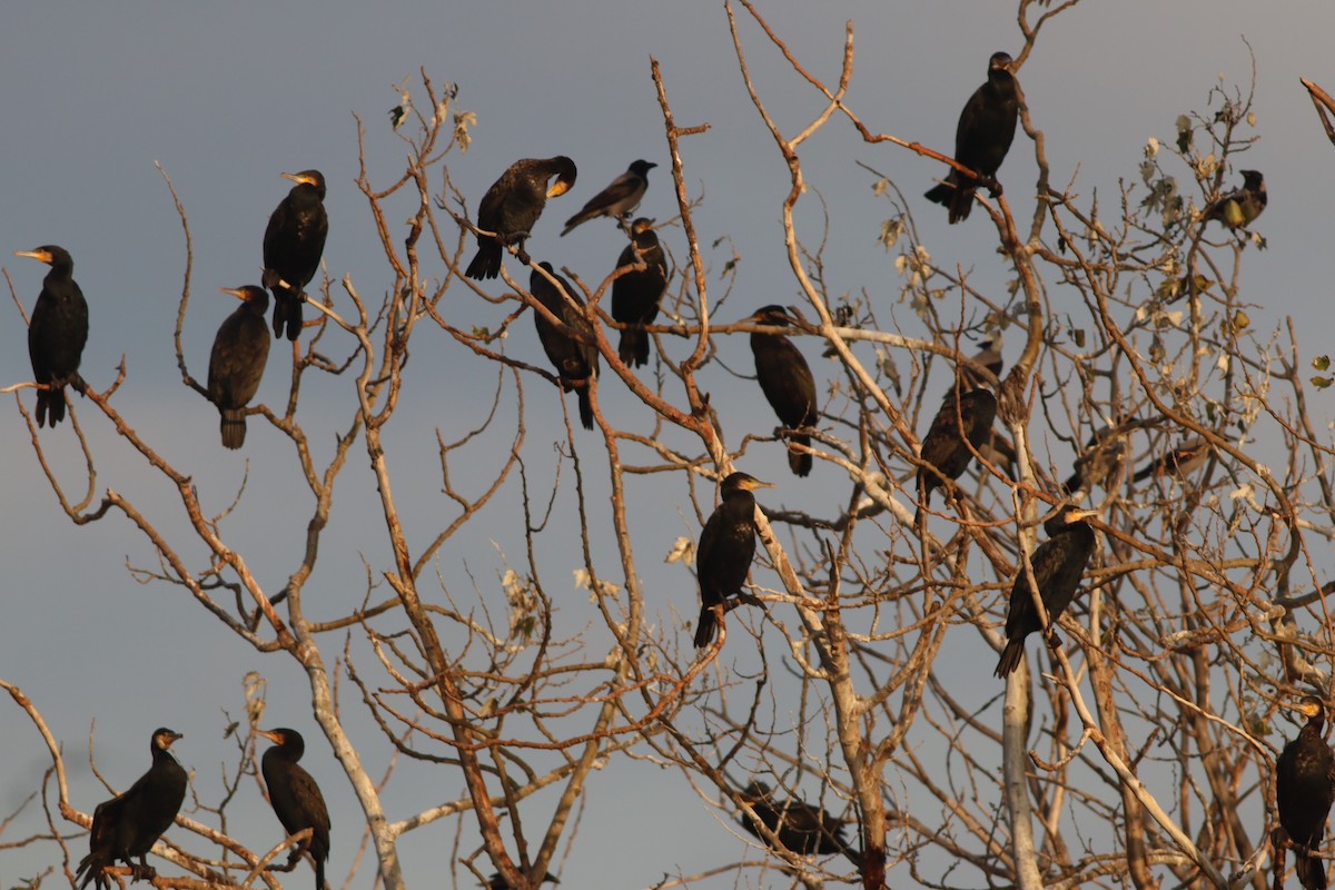 kormorán velký - ML645208571