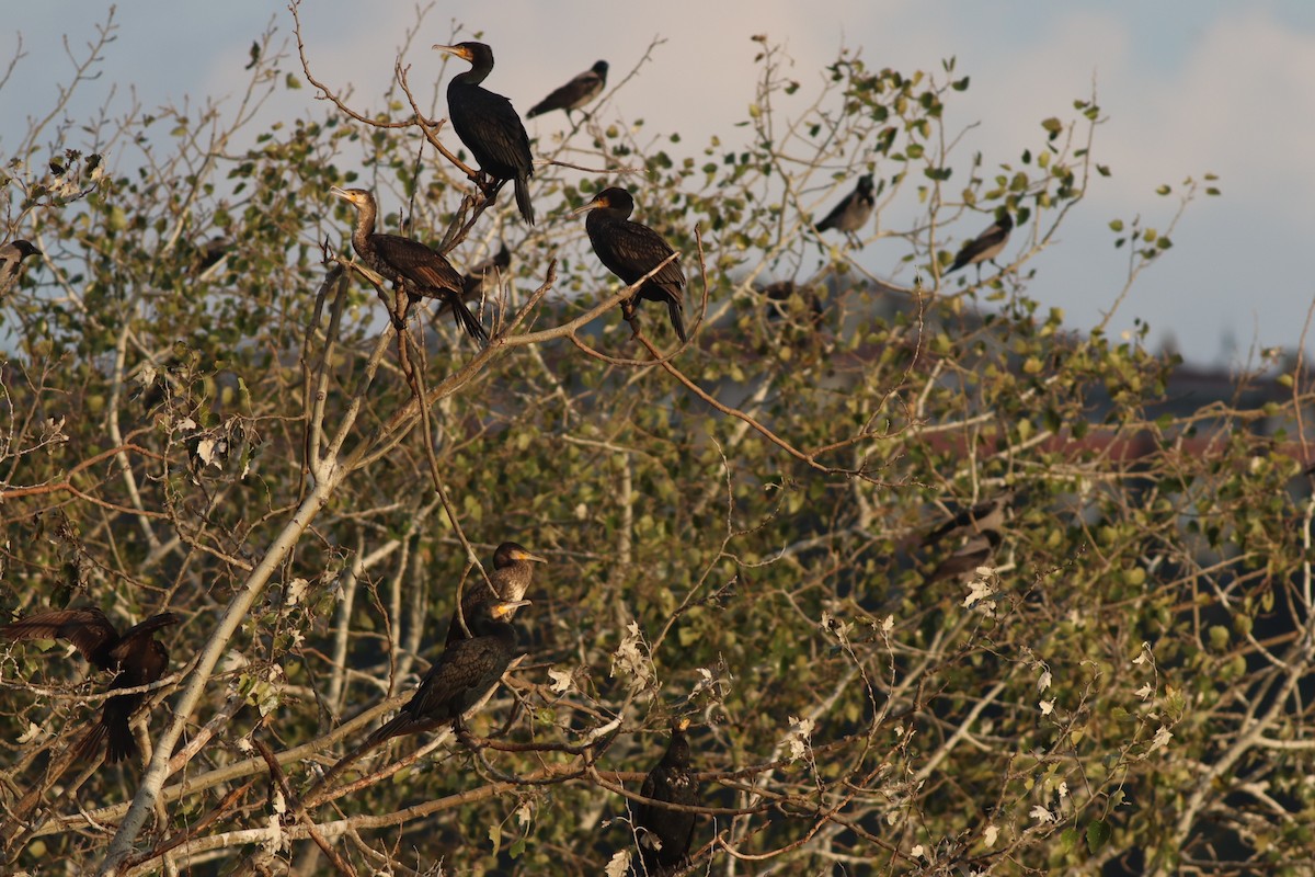 kormorán velký - ML645208574