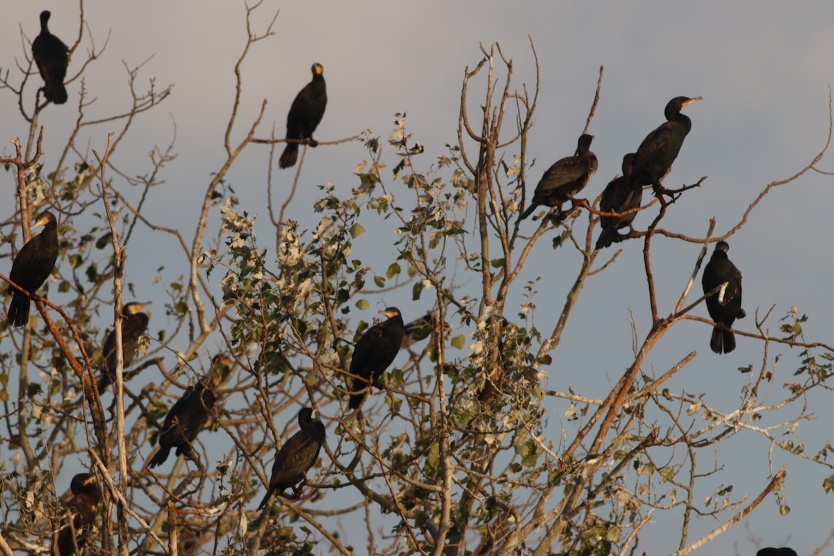 kormorán velký - ML645208575