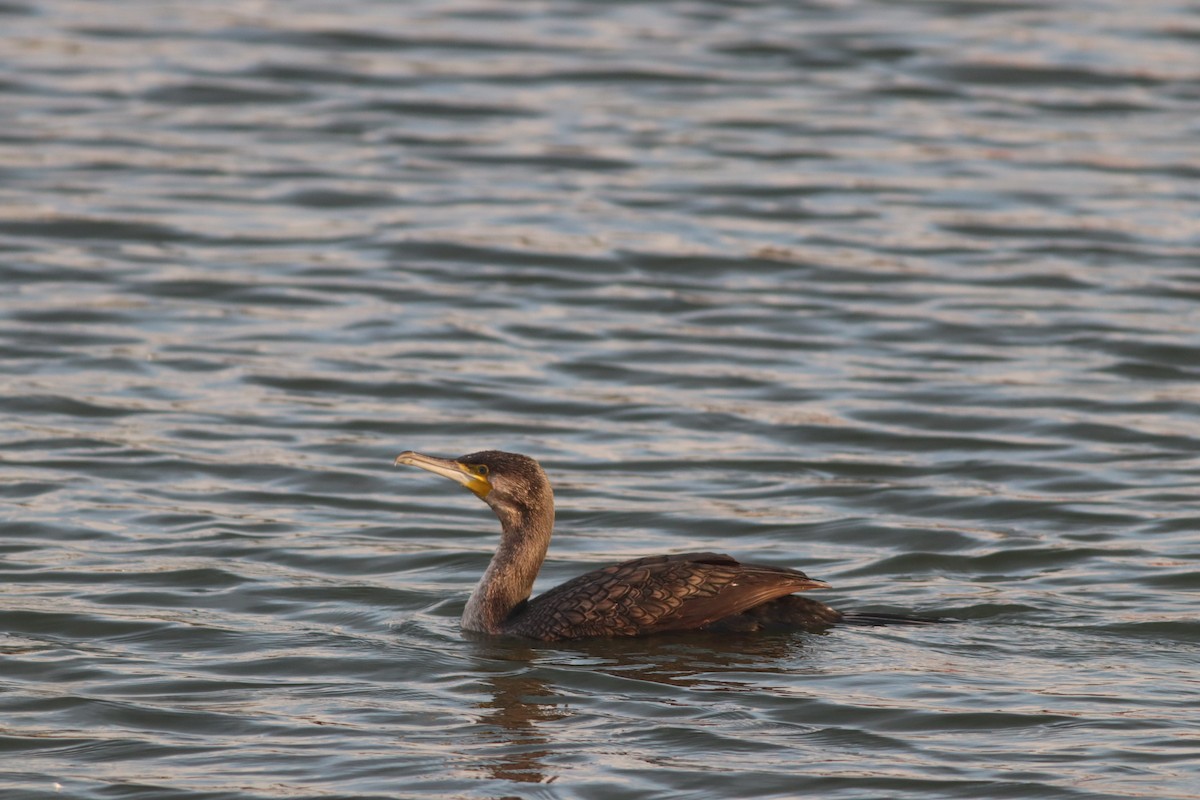 kormorán velký - ML645208582