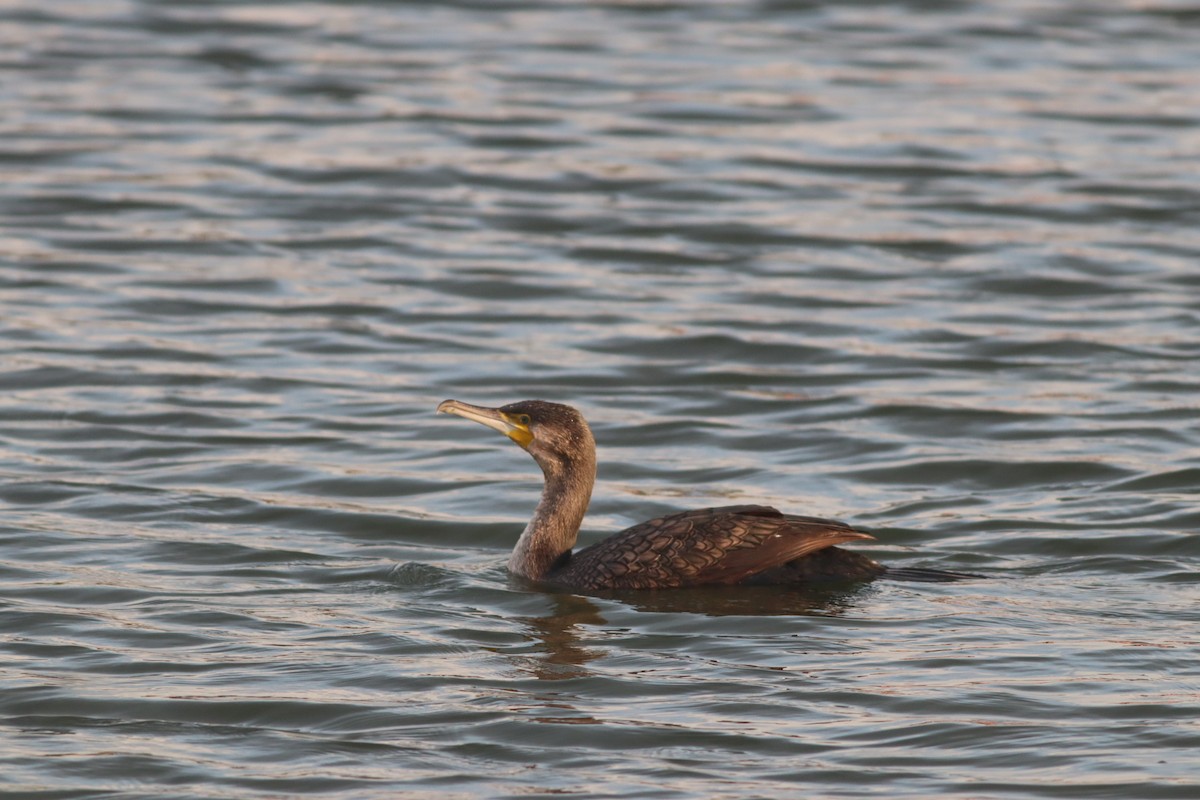 kormorán velký - ML645208583