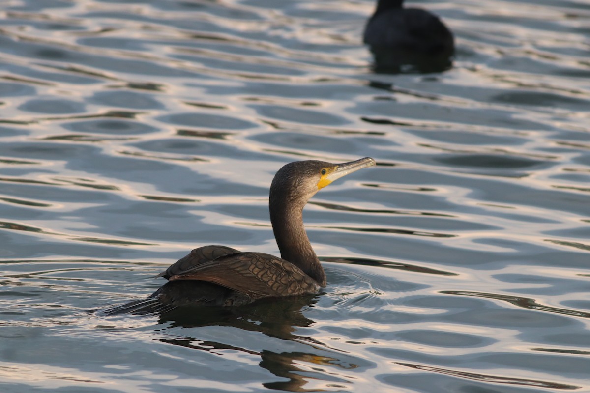 kormorán velký - ML645208584