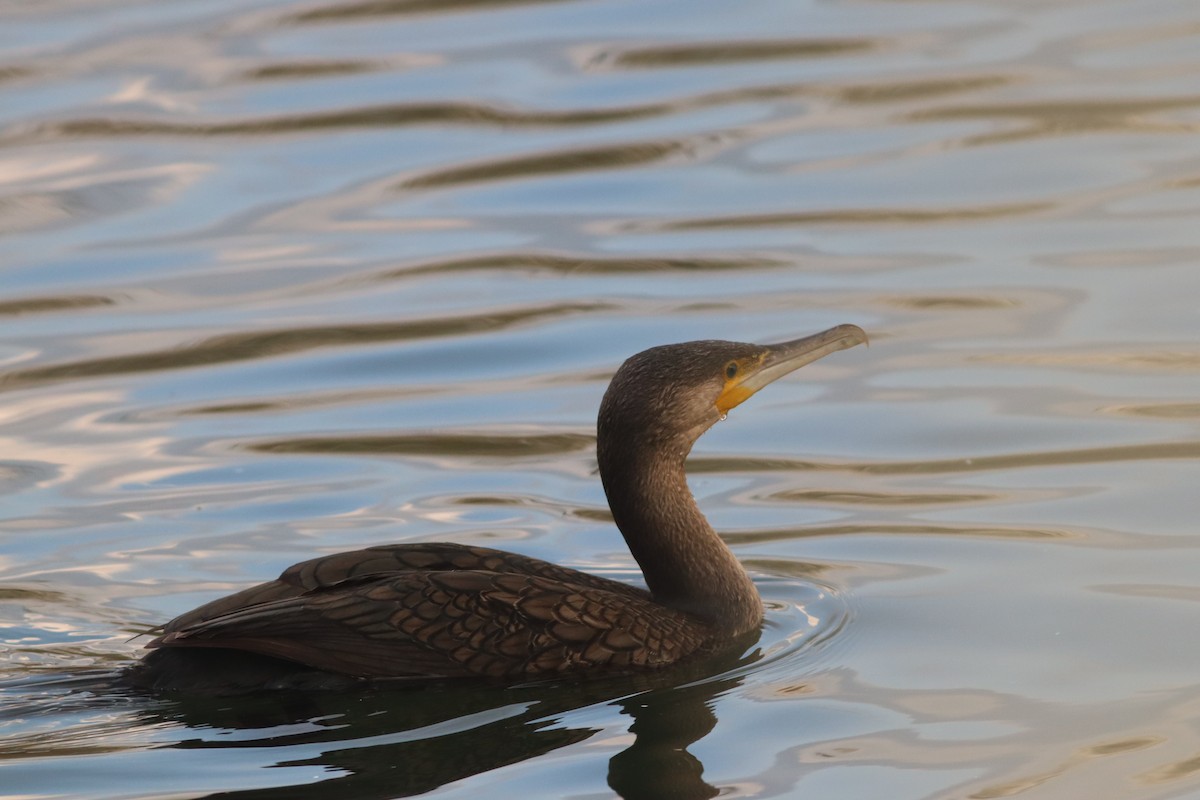 kormorán velký - ML645208585