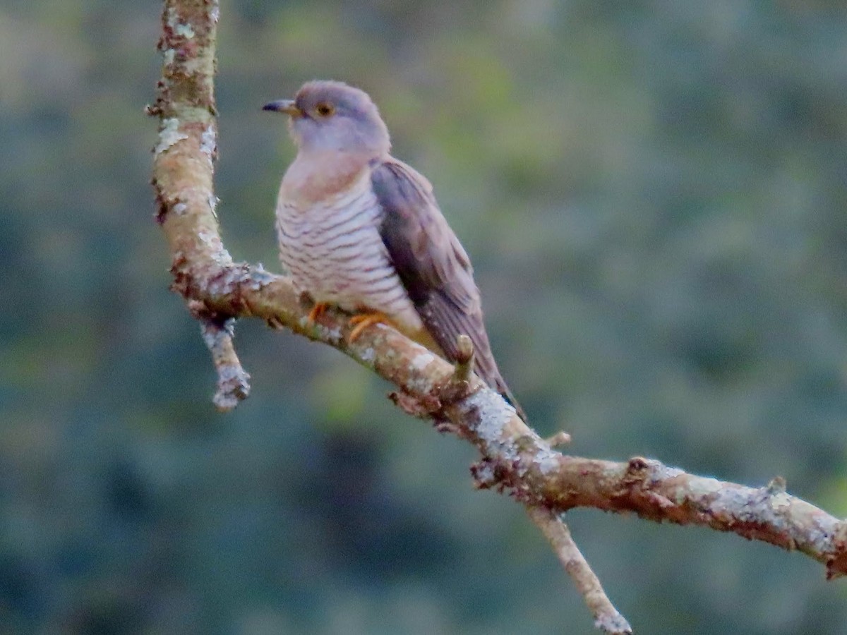 大杜鵑 - ML645208586