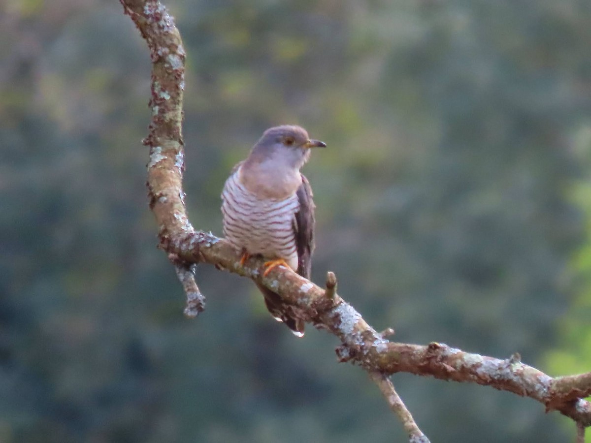 大杜鵑 - ML645208588