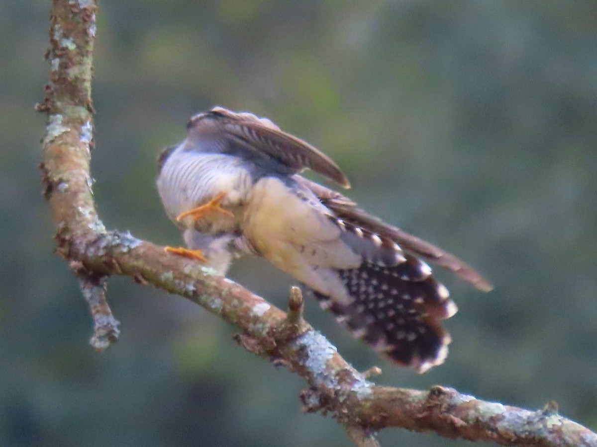 大杜鵑 - ML645208590