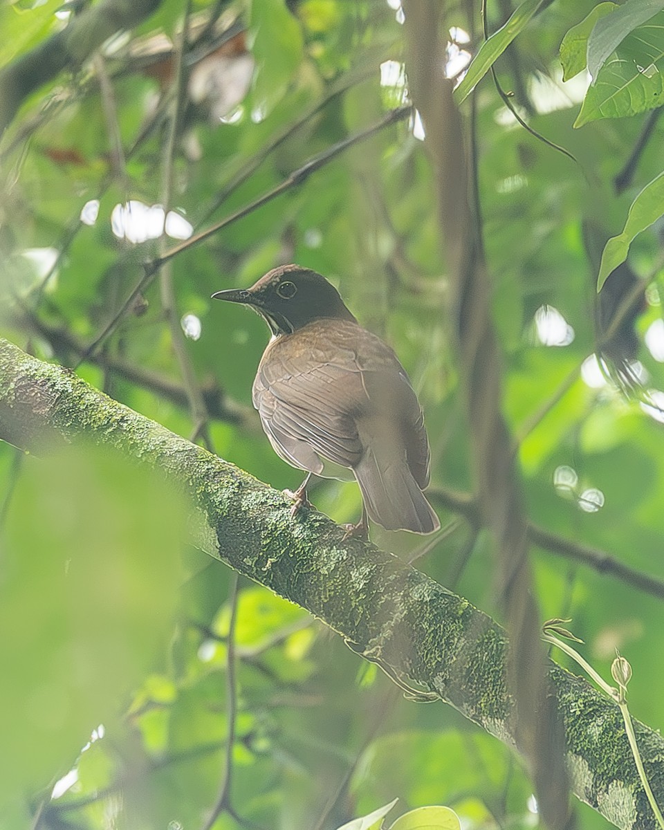 White-throated Thrush - ML645208594