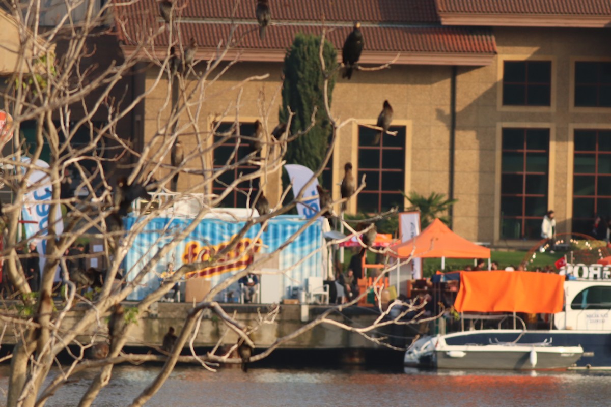 Pygmy Cormorant - ML645208595