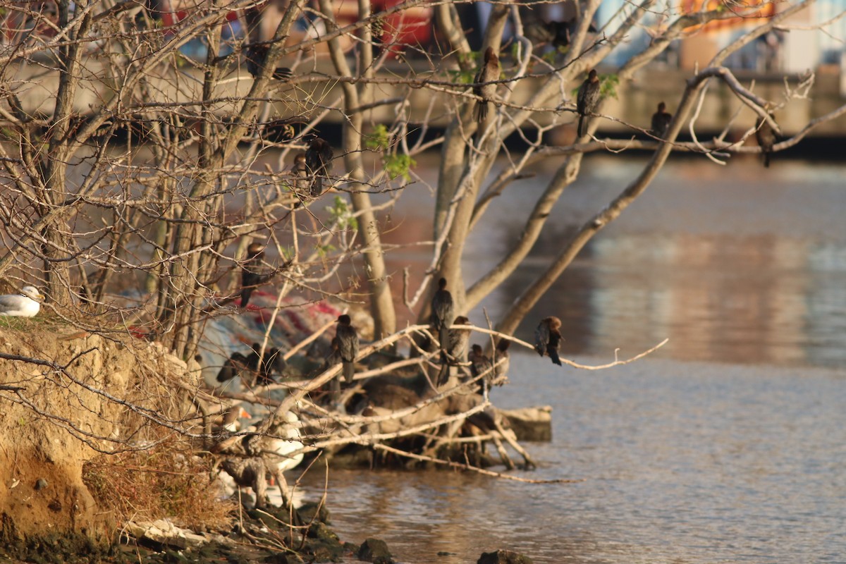 Pygmy Cormorant - ML645208596