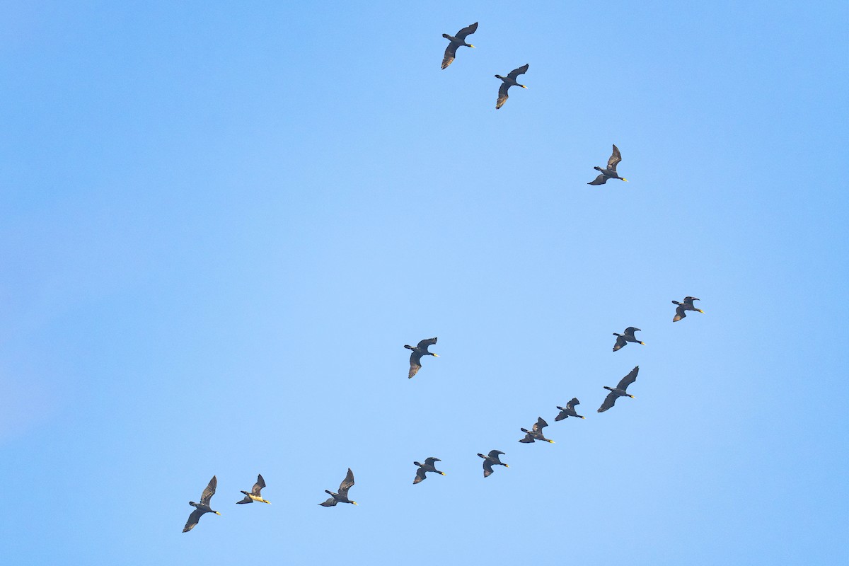 kormorán velký - ML645208609