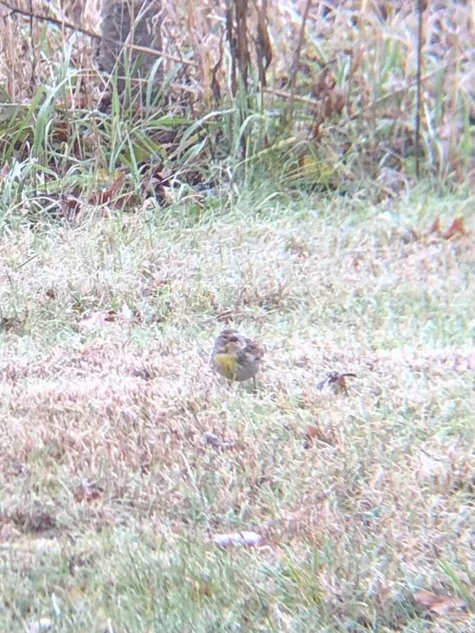 Dickcissel - ML645208621
